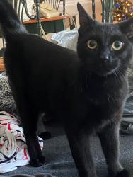 Lost Male Cat last seen Creek Ridge by Meritage s, Spartanburg, SC 29301
