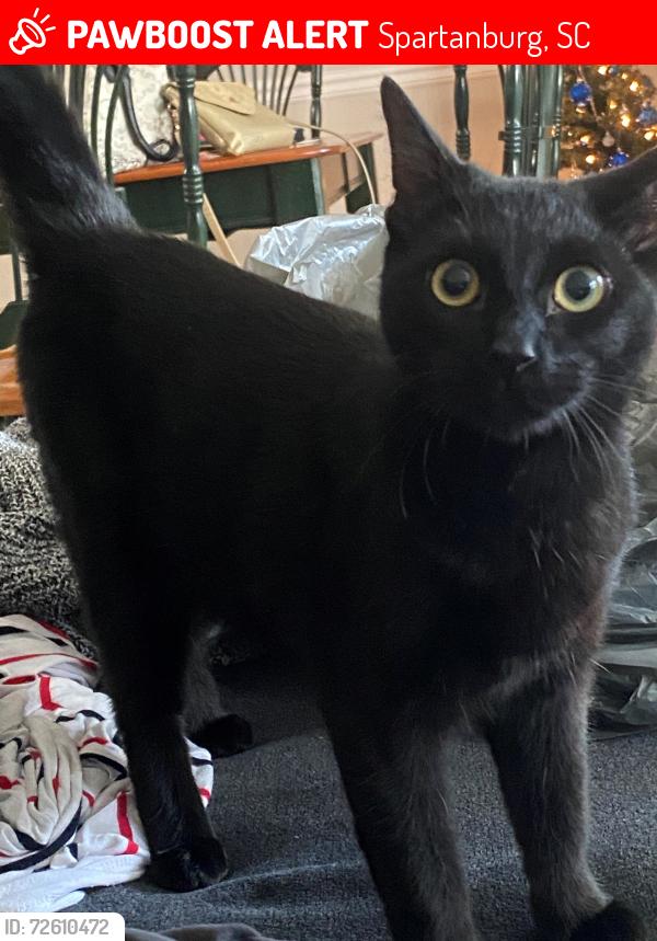Lost Male Cat last seen Creek Ridge by Meritage s, Spartanburg, SC 29301