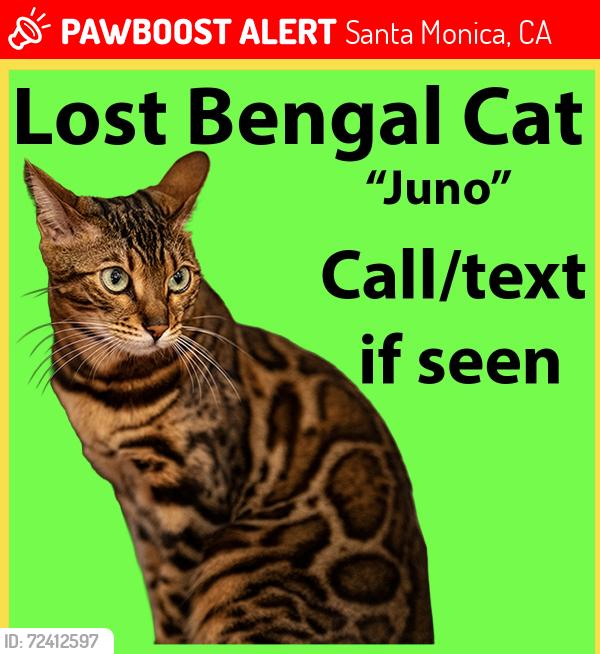 Lost Female Cat last seen 18th St and Dewey St, Santa Monica, CA 90405