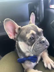 Lost Male Dog last seen 12:25pm, Miami, FL 33125