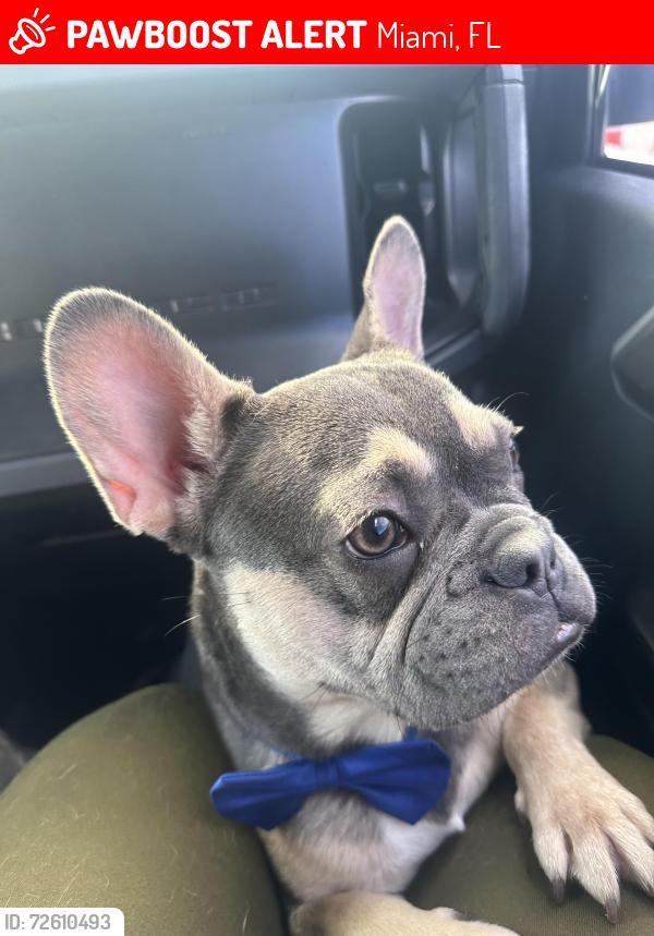 Lost Male Dog last seen 12:25pm, Miami, FL 33125