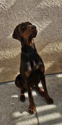 Lost Male Dog last seen Near Santiago , Victorville, CA 92392