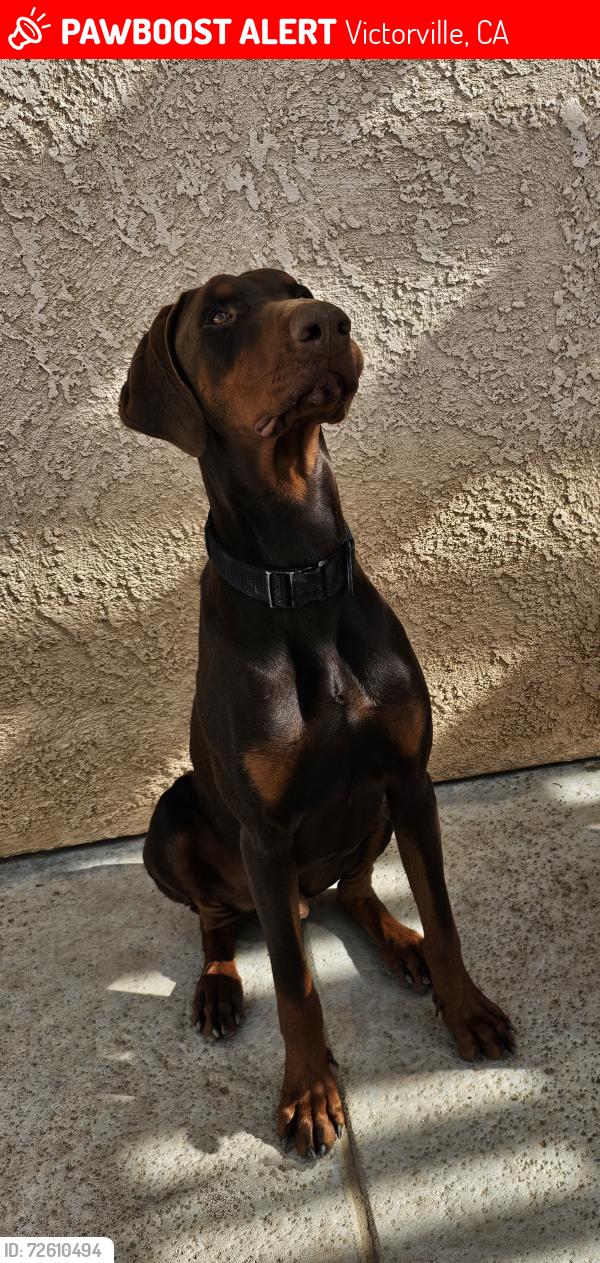Lost Male Dog last seen Near Santiago , Victorville, CA 92392