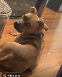 Lost Female Dog last seen Brunswick, Boston, MA 02121