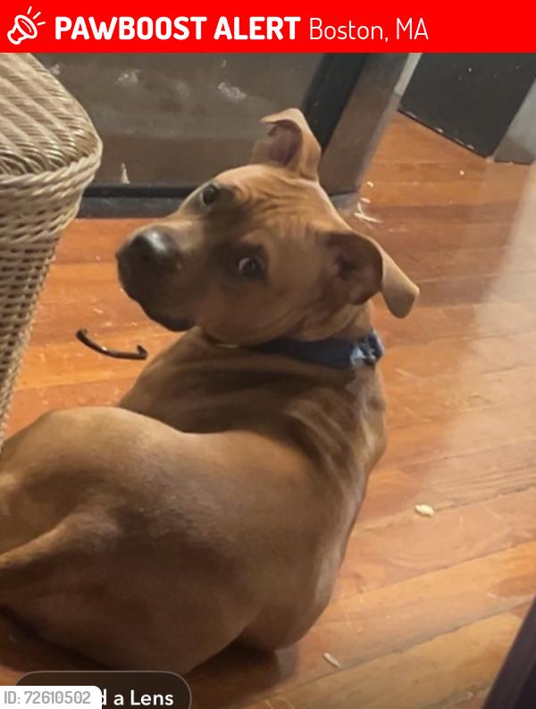 Lost Female Dog last seen Brunswick, Boston, MA 02121
