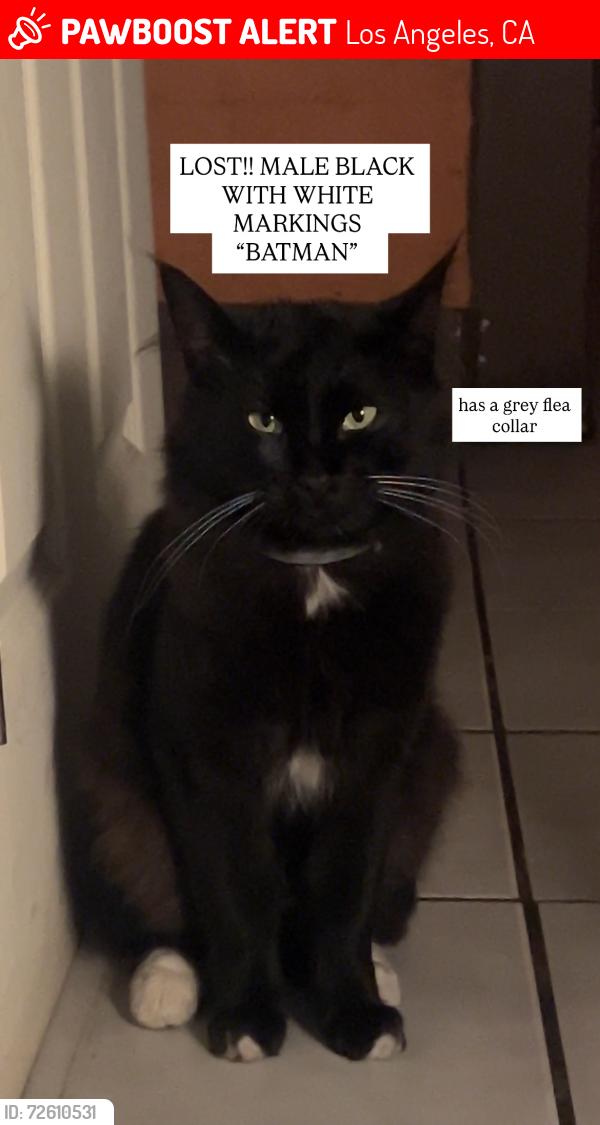 Lost Male Cat last seen La Puerta St & E Olympic Blvd , Los Angeles, CA 90023