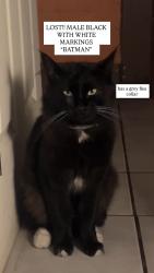 Lost Male Cat last seen La Puerta St & E Olympic Blvd , Los Angeles, CA 90023