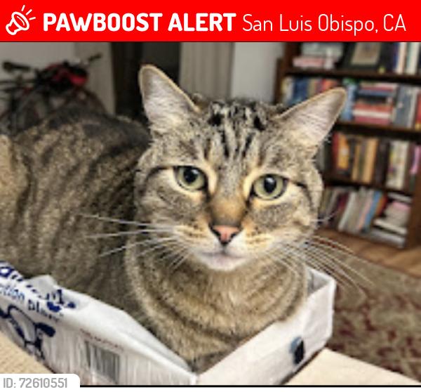 Lost Female Cat last seen Mission College Prep high school, San Luis Obispo, CA 93401