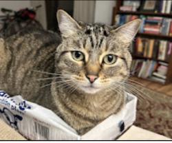 Lost Female Cat last seen Mission College Prep high school, San Luis Obispo, CA 93401