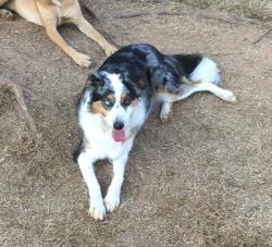 Lost Female Dog last seen Lake Spivey Golf Course, Walt Stephens Rd, GA 30236