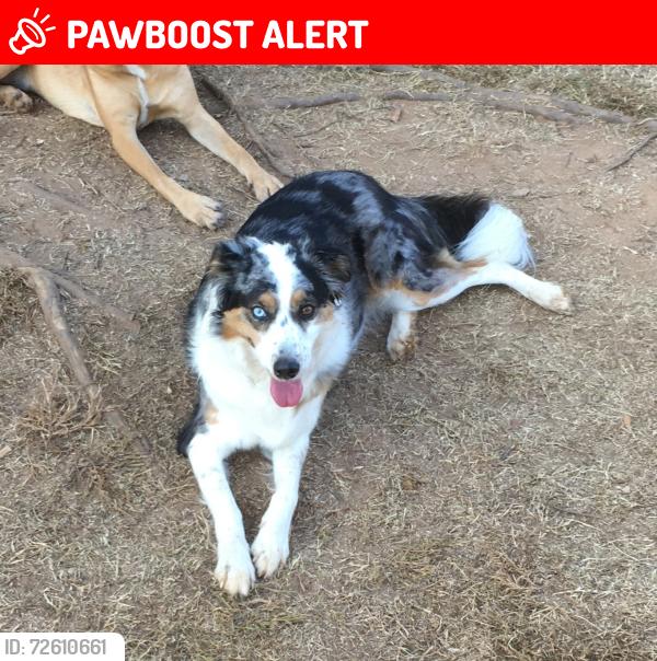 Lost Female Dog last seen Lake Spivey Golf Course, Walt Stephens Rd, GA 30236