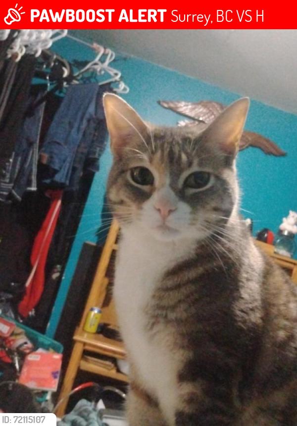 Lost Female Cat last seen 184th and Fraser hwy , Surrey, BC V3S 8H6