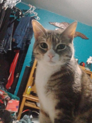 Lost Female Cat last seen 184th and Fraser hwy , Surrey, BC V3S 8H6