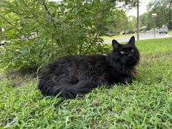 Lost Male Cat last seen Regal Crescent Street, North Newton, KS 67117