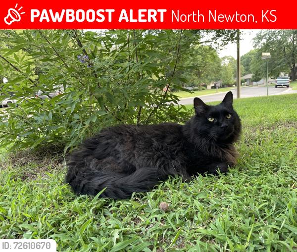 Lost Male Cat last seen Regal Crescent Street, North Newton, KS 67117