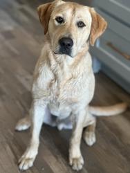 Lost Male Dog last seen Maypearl TX, Ellis County, TX 76064