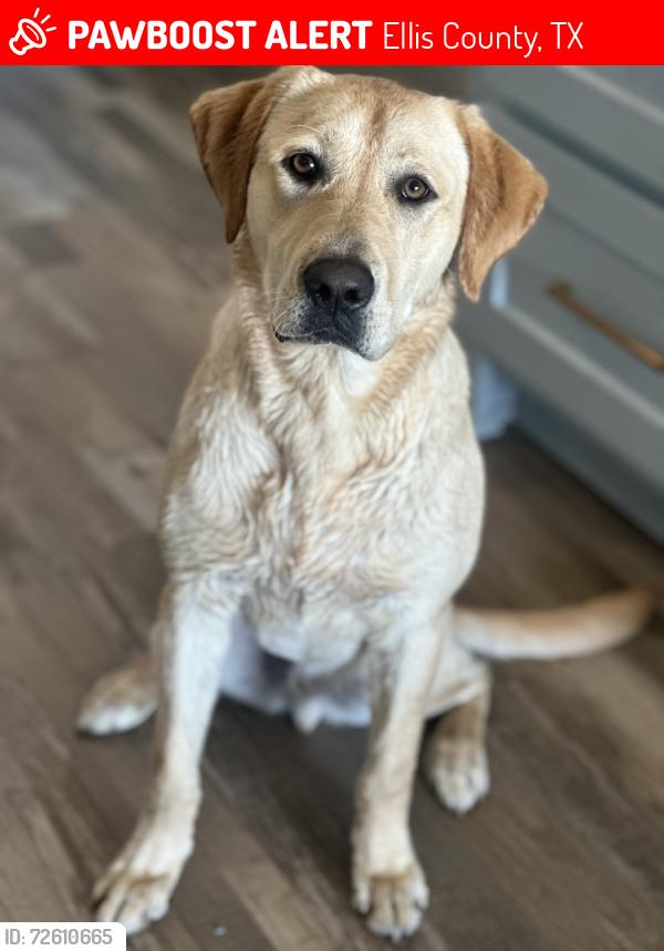 Lost Male Dog last seen Maypearl TX, Ellis County, TX 76064