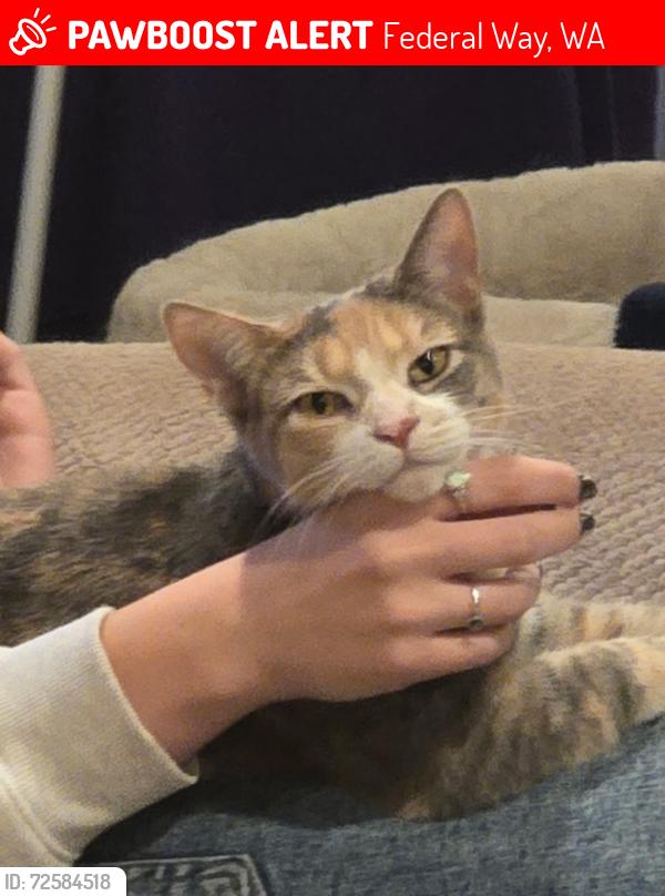 Lost Female Cat last seen 356th and 2nd S.W., Federal Way, WA 98023