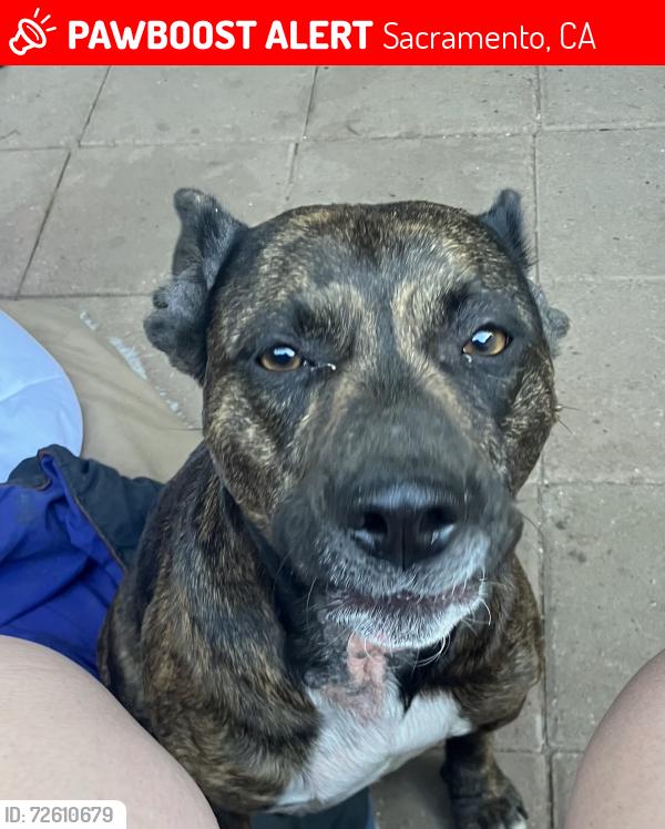 Lost Female Dog last seen Arden and freeway, Sacramento, CA 95815