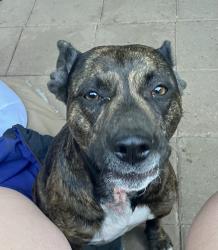 Lost Female Dog last seen Arden and freeway, Sacramento, CA 95815