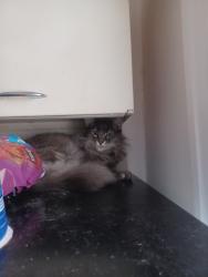 Lost Female Cat last seen Near w 11th street kc mo , Kansas City, MO 64105