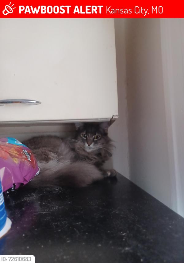 Lost Female Cat last seen Near w 11th street kc mo , Kansas City, MO 64105