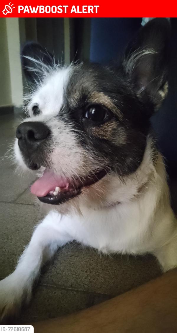 Lost Female Dog last seen Rua Maria Ostri, número 14, Dom Lafaiete , Parque Residencial Dom Lafaiete Libânio, SP 15046-130