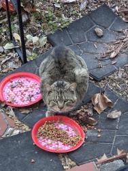 Found/Stray Unknown Cat last seen Magic Hollow, Lynnhaven Pkwy area, Virginia Beach, VA 23452