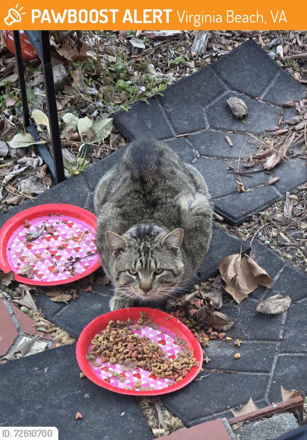 Found/Stray Unknown Cat last seen Magic Hollow, Lynnhaven Pkwy area, Virginia Beach, VA 23452