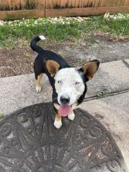 Found/Stray Male Dog last seen Mills rd and 1960, Houston, TX 77070