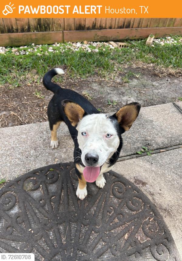 Found/Stray Male Dog last seen Mills rd and 1960, Houston, TX 77070