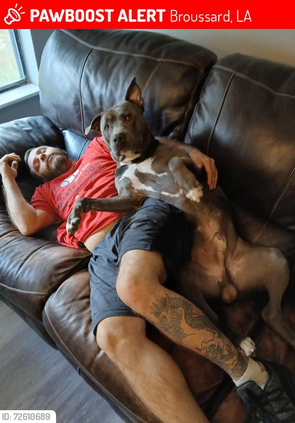 Lost Male Dog last seen Around new Orleans area, Broussard, LA 70518