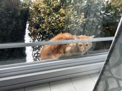 Found/Stray Unknown Cat last seen Green Lane & Ashland Avenue 19018, Secane, PA 19018