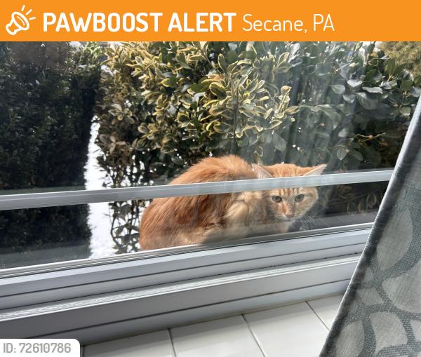 Found/Stray Unknown Cat last seen Green Lane & Ashland Avenue 19018, Secane, PA 19018