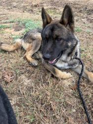 Found/Stray Male Dog last seen Calendar Hill Road and Highway 287 Service Rd., Mansfield, TX 76063