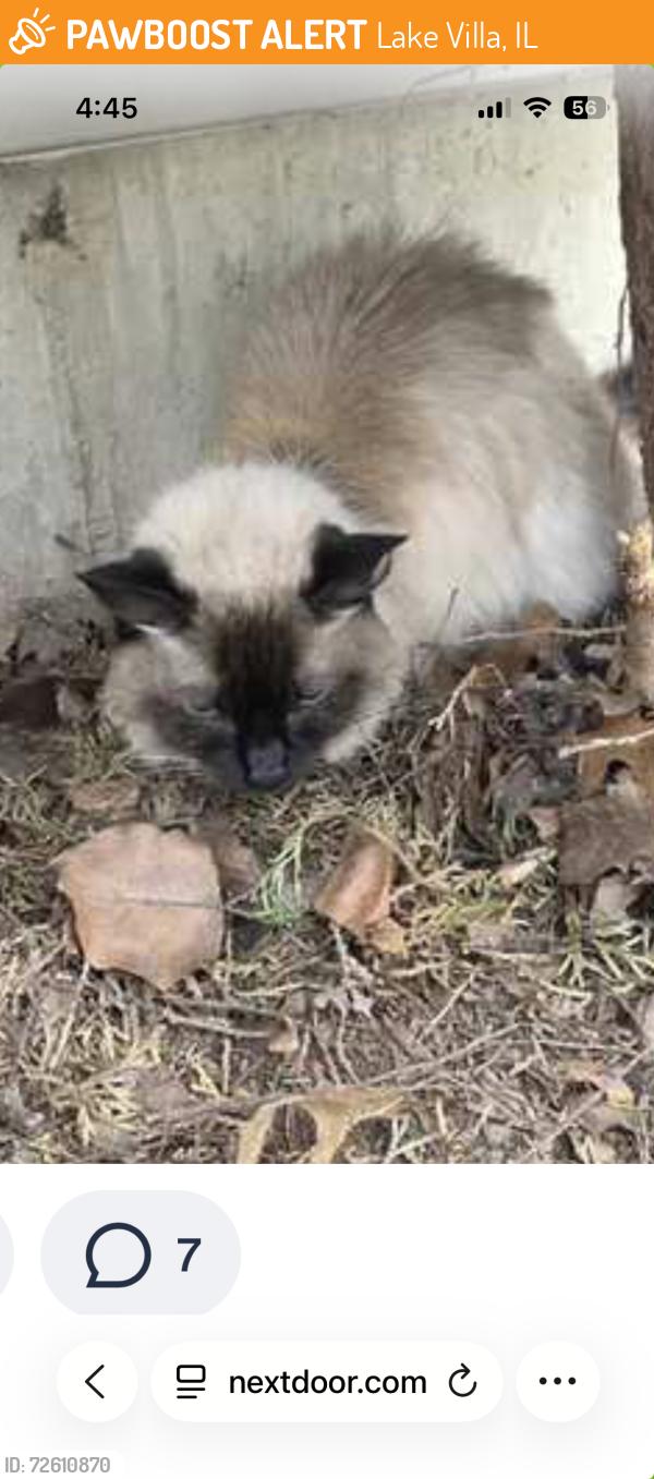 Found/Stray Female Cat last seen Near & Millstone Dr, Lake Villa, IL 60046