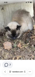 Found/Stray Female Cat last seen Near & Millstone Dr, Lake Villa, IL 60046