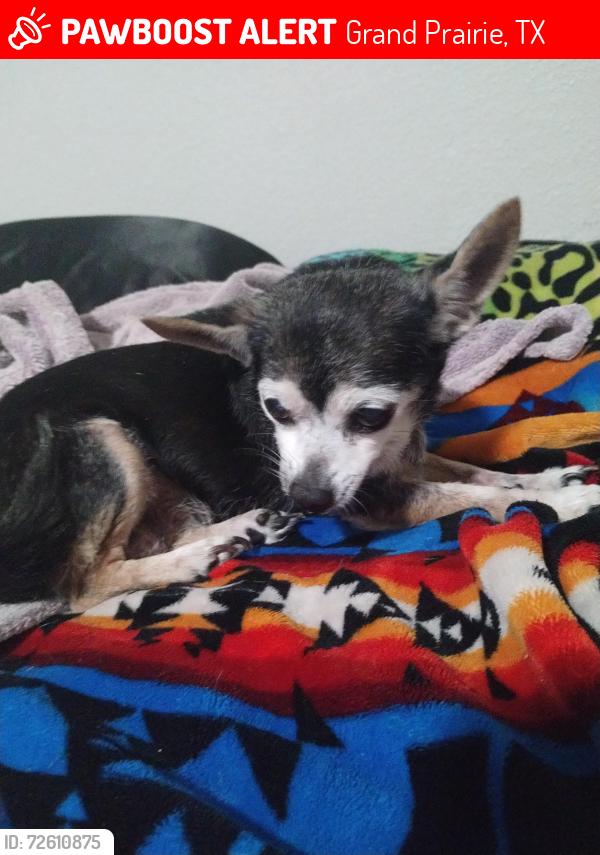 Lost Female Dog last seen Virginia dr and cover st, Grand Prairie, TX 75051