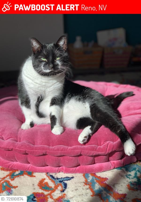 Lost Female Cat last seen McDonald and 6th , Reno, NV 89503