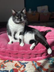 Lost Female Cat last seen McDonald and 6th , Reno, NV 89503
