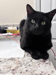 Lost Male Cat last seen the hadley apmts , Cape Coral, FL 33991