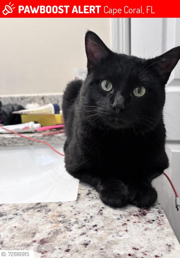 Lost Male Cat last seen the hadley apmts , Cape Coral, FL 33991