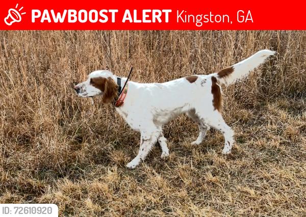 Lost Male Dog last seen CCC Road, Kingston, GA 30145
