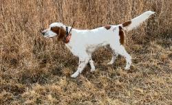 Lost Male Dog last seen CCC Road, Kingston, GA 30145