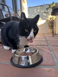 Lost Female Cat last seen Madrona and Sonoma street.  , Torrance, CA 90501