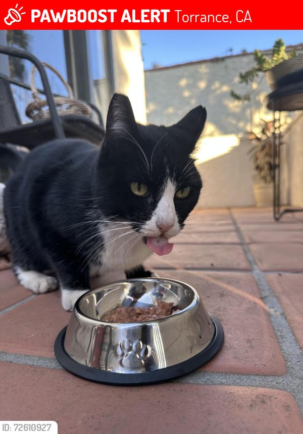 Lost Female Cat last seen Madrona and Sonoma street.  , Torrance, CA 90501
