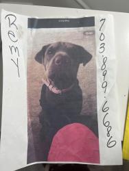 Lost Female Dog last seen Thornton Rolling Rd and Patrick Lane, Fredericksburg, VA 22408