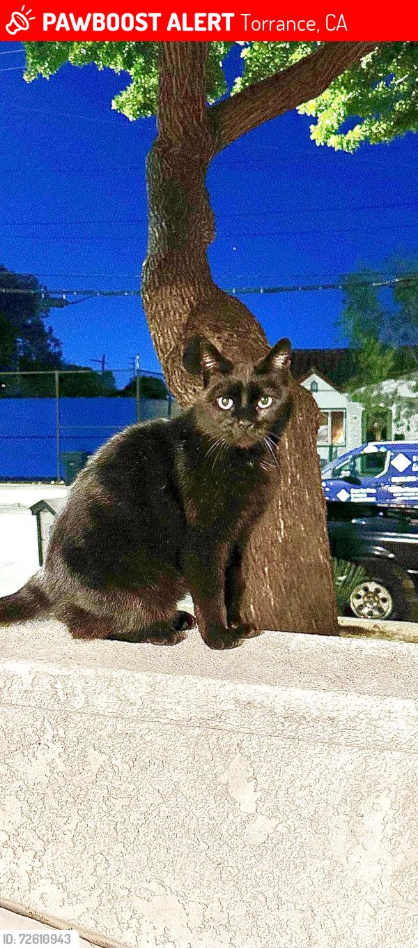 Lost Female Cat last seen Madrid and Sonoma , Torrance, CA 90501