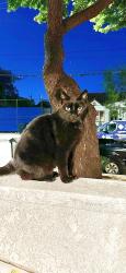 Lost Female Cat last seen Madrid and Sonoma , Torrance, CA 90501