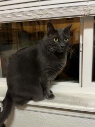 Lost Male Cat last seen Penman Rd and Seagate Ave, Neptune Beach, FL 32266